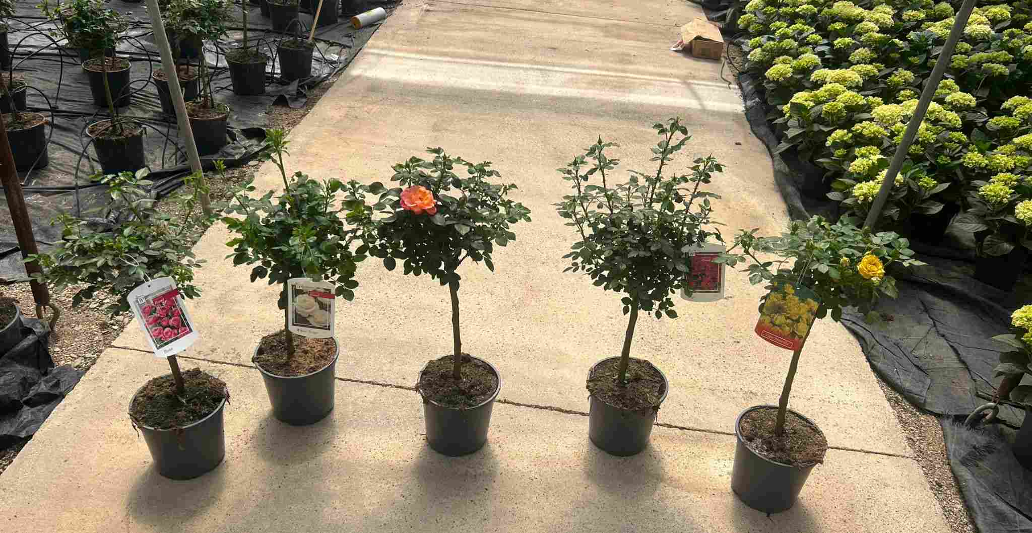 ROSAL C 17 COPA